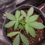 Bruce Banner Automatic