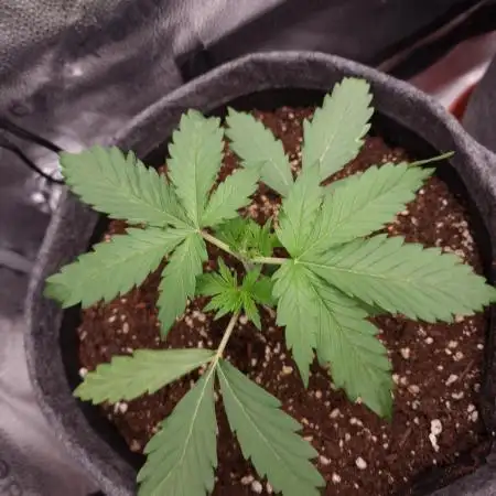 Bruce Banner Automatic