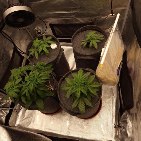 Bruce Banner Automatic