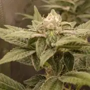 Nutter Budder (free gift) by HSC