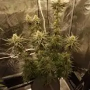 Jelly Donutz - Humboldt Seed Company