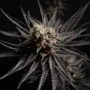 Jelly Donutz - Humboldt Seed Company
