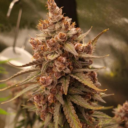 Gorilla Punch Automatic #2