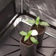 Chicken n’ Wafflez by Humboldt (HSC)