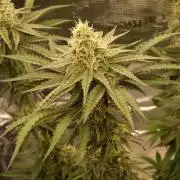 Jelly Donutz - Humboldt Seed Company
