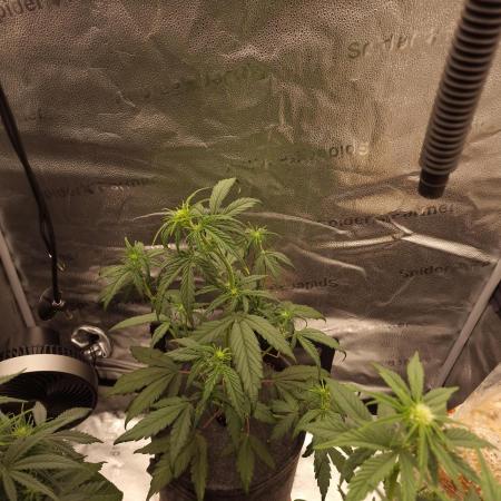 Apricot Automatic from 420 Fast Buds