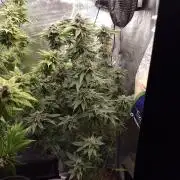 Chicken n’ Wafflez by Humboldt (HSC) #2