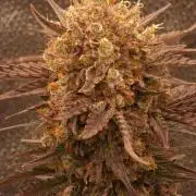 Apricot Automatic from 420 Fast Buds