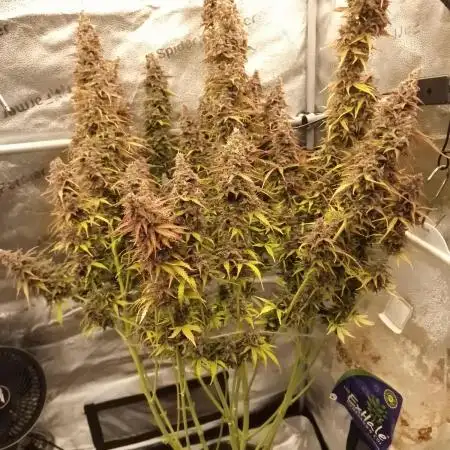 Bruce Banner Automatic from 420 FastBuds