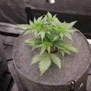 Jelly Donutz - Humboldt Seed Company