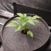 Jelly Donutz - Humboldt Seed Company