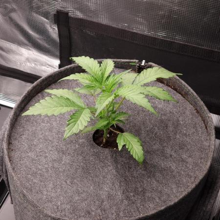 Jelly Donutz - Humboldt Seed Company