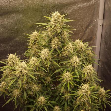 Amnesia Skittelz Fast Buds