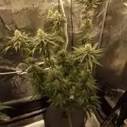 Jelly Donutz - Humboldt Seed Company