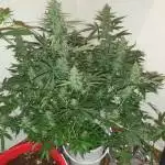 Auto blue amnesia 