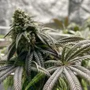 VELVET MOON, Green House