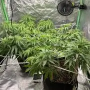 VELVET MOON, Green House