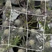 VELVET MOON, Green House