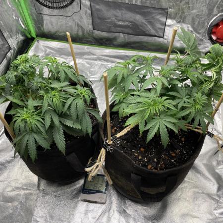 VELVET MOON, Green House