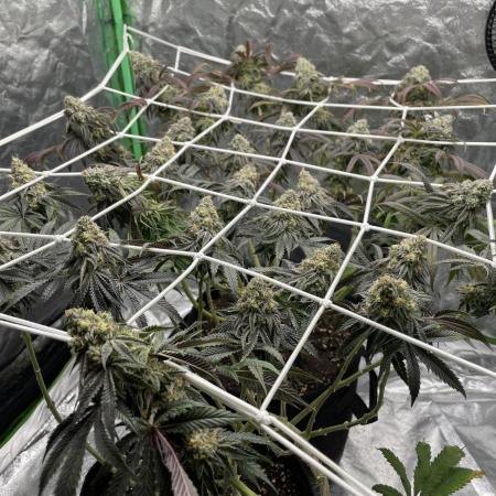 VELVET MOON, Green House