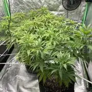 VELVET MOON, Green House