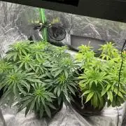 VELVET MOON, Green House