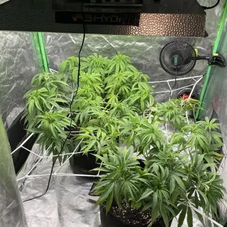 VELVET MOON, Green House