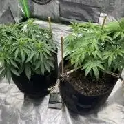 VELVET MOON, Green House