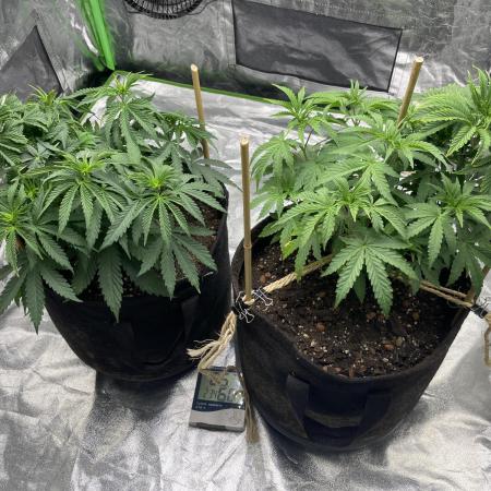 VELVET MOON, Green House