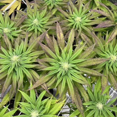 VELVET MOON, Green House