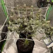 VELVET MOON, Green House