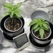 Velvet Moon, Green House