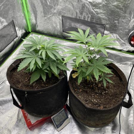 VELVET MOON, Green House