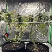 VELVET MOON, Green House