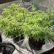 VELVET MOON, Green House