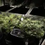 GTH (seed) & Bananaconda (clone)