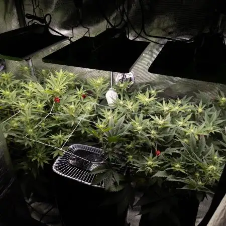 GTH (seed) & Bananaconda (clone)