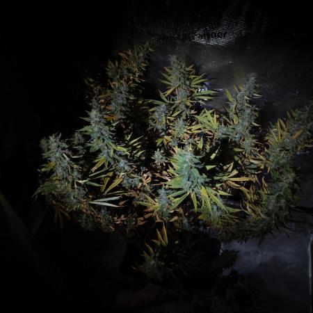 GTH (seed) & Bananaconda (clone)