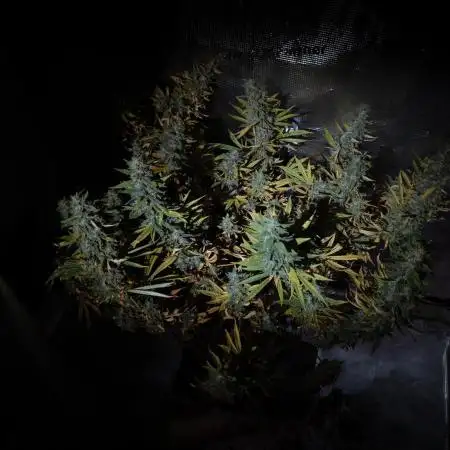 GTH (seed) & Bananaconda (clone)