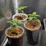 Colombian Jack