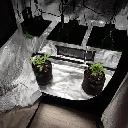 GTH (seed) vs Bananaconda (clone)