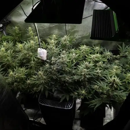 GTH (seed) & Bananaconda (clone)