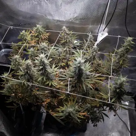 GTH (seed) & Bananaconda (clone)