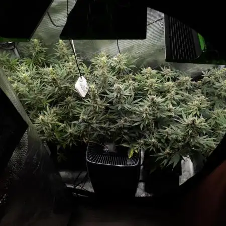 GTH (seed) & Bananaconda (clone)