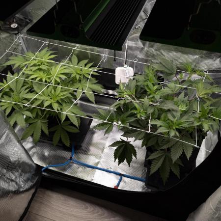 GTH (seed) vs Bananaconda (clone)
