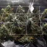 GTH (seed) & Bananaconda (clone)
