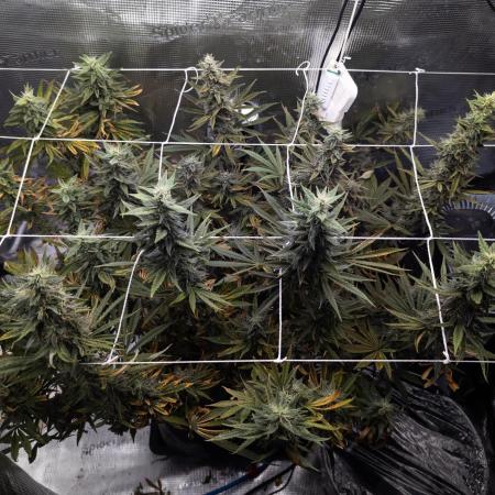 GTH (seed) & Bananaconda (clone)