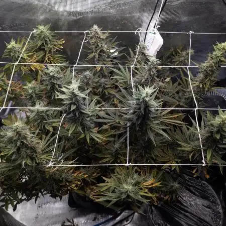 GTH (seed) & Bananaconda (clone)