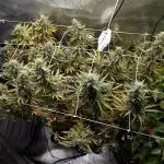 GTH (seed) & Bananaconda (clone)