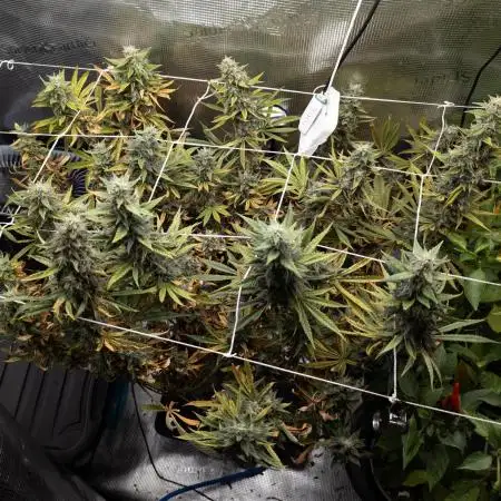 GTH (seed) & Bananaconda (clone)